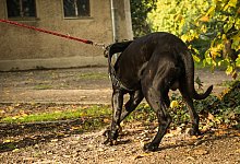 Ein Hund im Park - Christin Klose/dpa-tmn/dpa