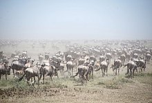 Naturschutzgebiet Afrika - Serengeti - Gioia Forster/dpa