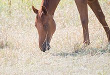 Pferde auf der Weide - Foto: Julian Stratenschulte/Symbolbild