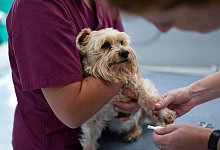 Den richtigen Tierarzt finden - Foto: Ina Fassbender/dpa-tmn