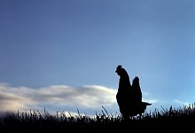 Huhn - Foto: Karl-Josef Hildenbrand