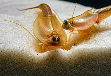 Amerikanische Schildkrebse - Kai A. Quante/AQ4Aquaristik.de/dpa-tmn