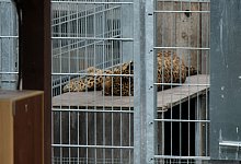 Leopard t&ouml;tet Besitzer - Sebastian Willnow/dpa-Zentralbild/dpa