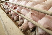 Mastbetrieb - Foto: Patrick Pleul/dpa-Zentralbild/dpa