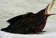 Junge Amsel - Foto: Horst Ossinger