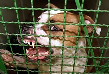 Pitbull verletzt Herrchen schwer - picture alliance / dpa