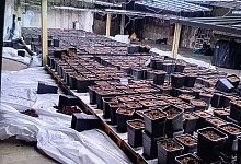 Polizei kappt legale Drogenplantage: Club will Schadenersatz - Alex Talash/dpa