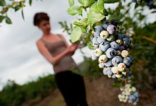 Verschwommener Hintergrund - Foto: Klaus-Dietmar Gabbert