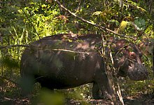 &laquo;Pepe&raquo; - -/Monte & Culebra/Berlinale/dpa