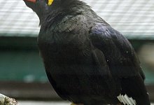 Vogel im K&auml;fig - Foto: Holger Hollemann