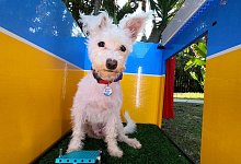 In der Lego-Fotobox k&ouml;nnen Hunde Selfies machen - Foto: Lego/dpa-tmn