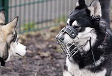 605994967_18306344455266783_6817207956826063299_n - 1 - Tierschutzverein Bielefeld