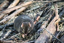 Breitfu&szlig;-Beutelmaus - Erika Zaid/dpa