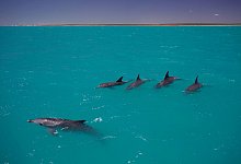 Delfine sind in ihrem Sozialverhalten den Menschen noch &auml;hnlicher als bisher angenommen. - Simon Allen/dpa