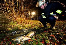Tote Karpfen - FOTO: SARAH JONEK