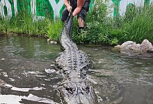 Alligator "Morris" gestorben - Jay Young/Colorado Gators/AP/dpa