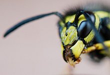 Wespe - Foto: Julian Stratenschulte/dpa/dpa-tmn