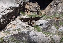 Bartgeier Dagmar - Richard Straub/LBV/dpa