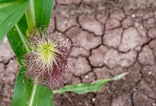 D&uuml;rre - Pia Bayer/dpa