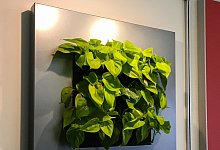 Gr&uuml;ne Wandbilder durch Pflanzenleuchten - Foto: FvRH/GMH/dpa-tmn