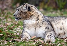 Schneeleopard - Foto: Klaus-Dietmar Gabbert/dpa-Zentralbild/ZB