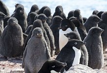 Adeliepinguine - ---/kyodo/dpa