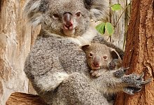 Baby-Koala in Duisburger Zoo - Foto: Zoo Duisburg/dpa