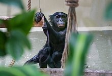 Neues Bonobo-Weibchen im K&ouml;lner Zoo - Werner Scheurer/K&ouml;lner Zoo/dpa