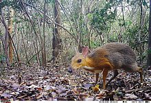 Vietnam-Kantschil wiederentdeckt - Foto: Andrew Tilker/SIE/GWC/Leibniz-IZW/NCNP/dpa