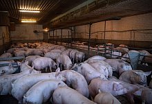 Schweinestall - Sina Schuldt/dpa