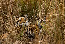Tigerjunge begr&uuml;&szlig;en ihre Mutter im indischen Bandhavgarh-Nationalpark, als sie von der Jagd zur&uuml;ckkehrt. - Suyash Keshari/WWF/dpa