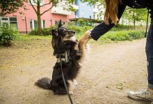 Gelenkerkrankung: Hunden mit Arthrose den Schmerz nehmen - Christin Klose/dpa-tmn