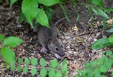 Ratten - Jens Kalaene/dpa