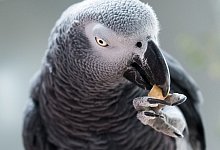 Auf dem Spa&szlig;gipfel aufh&ouml;ren - Foto: Alexander Heinl/dpa-tmn