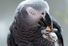 Zu viel unterm Federkleid: Was macht meinen Vogel dick? - Foto: Alexander Heinl/dpa-tmn