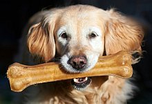 Ein Golden Retriever Hund - Foto: Bernd Thissen/dpa