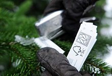 &Ouml;kob&auml;ume f&uuml;r Weihnachten - Foto: Angelika Warmuth/dpa