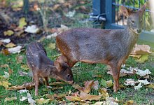 Kleinster Hirsch der Welt - Foto: Henning Kaiser/dpa