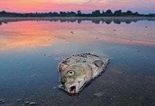 Umweltkatastrophe - Patrick Pleul/dpa/Archiv