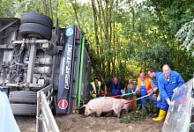 Schweinerettung nach Verkehrsunfall in Rheda-Wiedenbr&uuml;ck - Andreas Eickhoff
