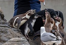 Pinguin-Nachwuchs - Stefan Sauer/dpa