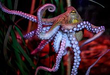 Oktopus - Britta Pedersen/dpa