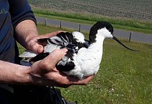 S&auml;belschn&auml;bler mit GPS-Sender - Henriette Schwemmer/LKN.SH/dpa