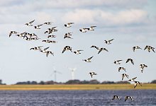 Weltnaturerbestätte Wattenmeer - Frank Molter/dpa
