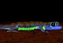 Lechtender Gecko - Foto: David Pr&ouml;tzel/SNSB Staatliche Naturwissenschaftliche Sammlungen Bayerns/dpa