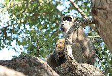 Entf&uuml;hrung - Foto: Kurt Schultz/kurtsafari.com/dpa