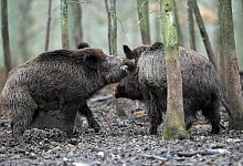 Wildschweine - Foto: dpa