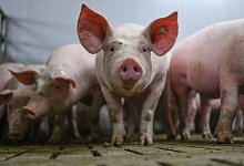 Schweinemastbetrieb - Lars Klemmer/dpa