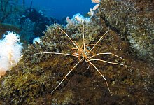 Asselspinnen - R. Robbins/dpa