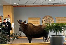 Elch im Krankenhaus - Uncredited/Providence Alaska/AP/dpa